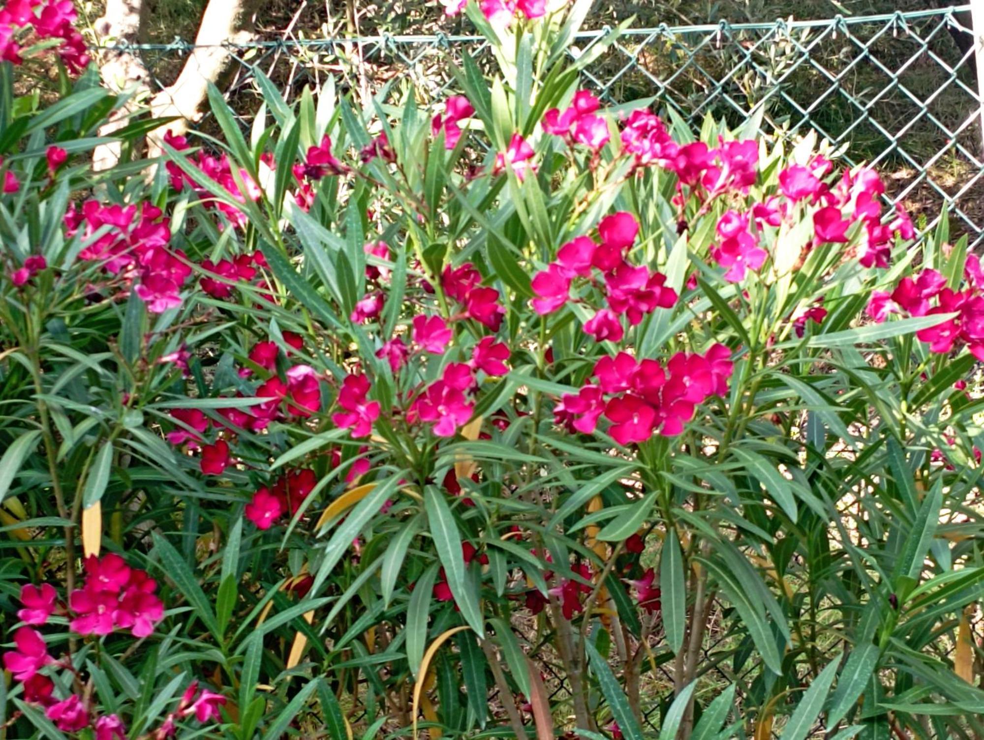 Villa Luna Comeana Luaran gambar
